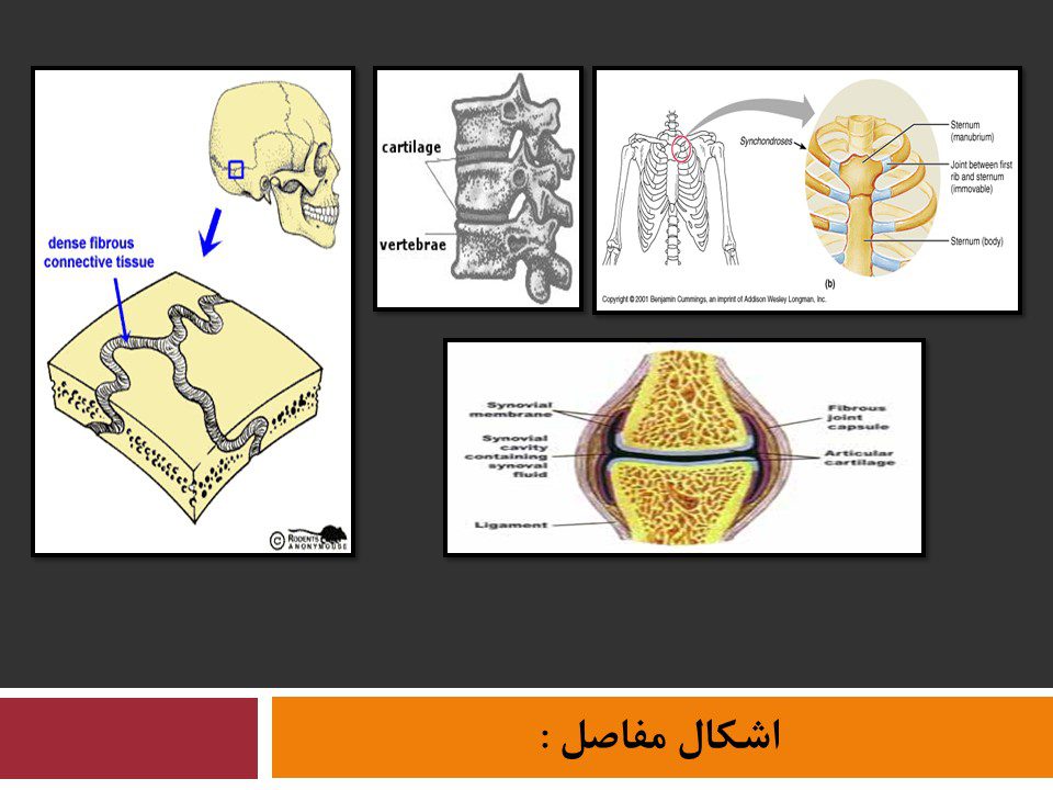 اشکال مفاصل