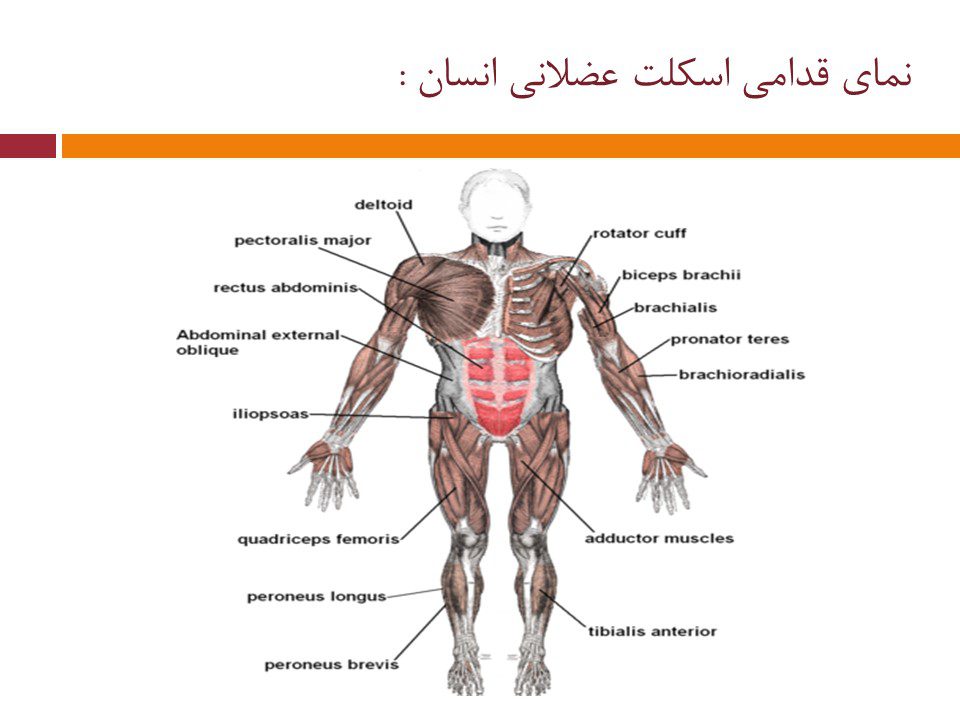 قدامی اسکلت عضلاتی انسان