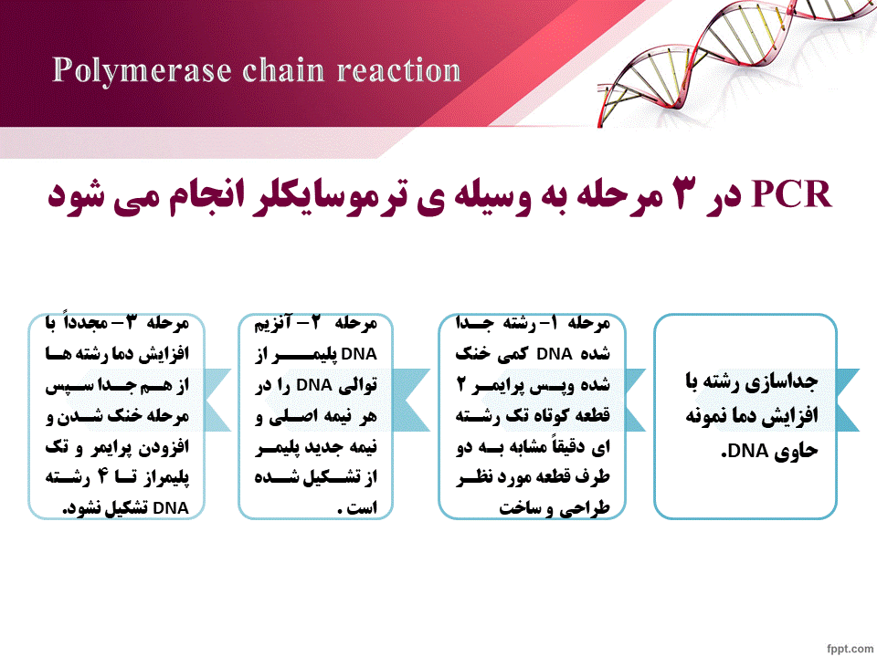 پاورپوینت واکنش زنجیره ای پلیمر از PCR