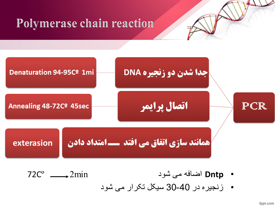 ویژگی های یک پرایمر خوب