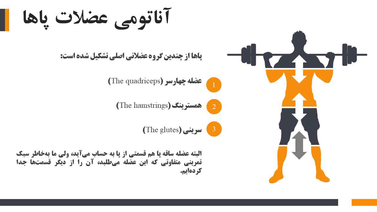 اناتومی عضلات پا