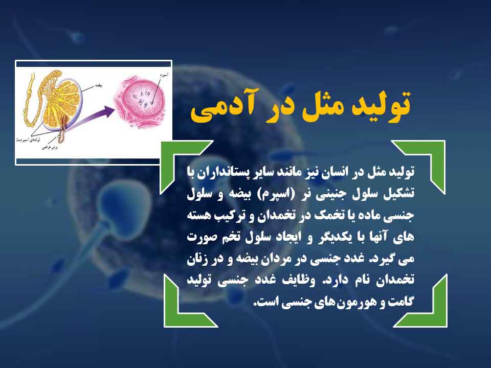 تولید مثل در ادمی