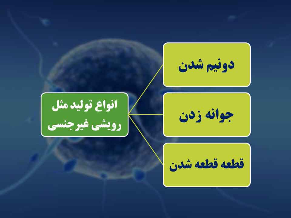 انواع تولید مثل رویشی