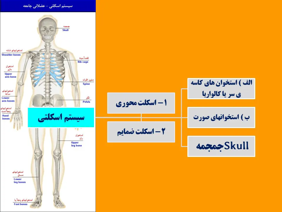 سیستم اسکلتی