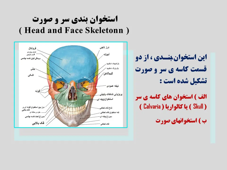 استخوان بندی سر و صورت