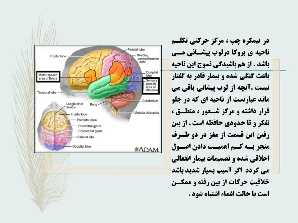 پاورپوینت قسمت های دستگاه عصبی