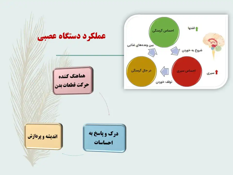 عملکرد دستگاه عصبی