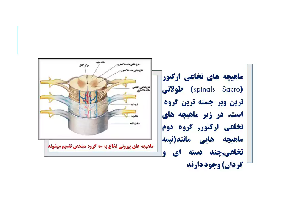 آسیب های نخاعی