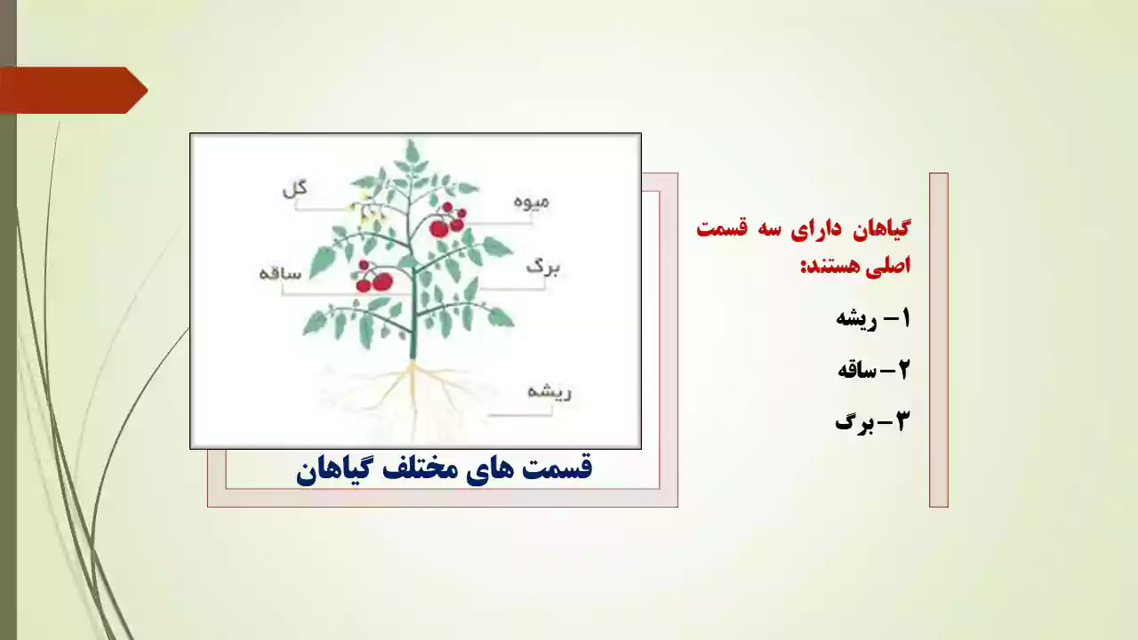 درس 11 علوم پایه سوم قسمت های مختلف گیاهان